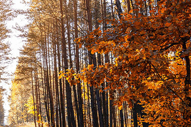 开云体育APP下载-BRO血洗DK，HansSama一己之力扛起全队